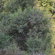 Imagem de Sambucus racemosa L.