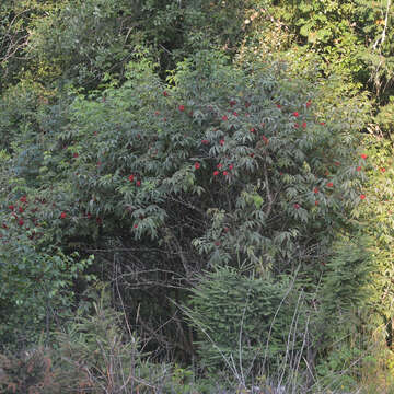 Image of Red-berried Elder