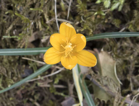 Image of Crocus vitellinus Wahlenb.