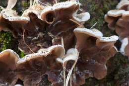 Image of Auricularia mesenterica (Dicks.) Pers. 1822