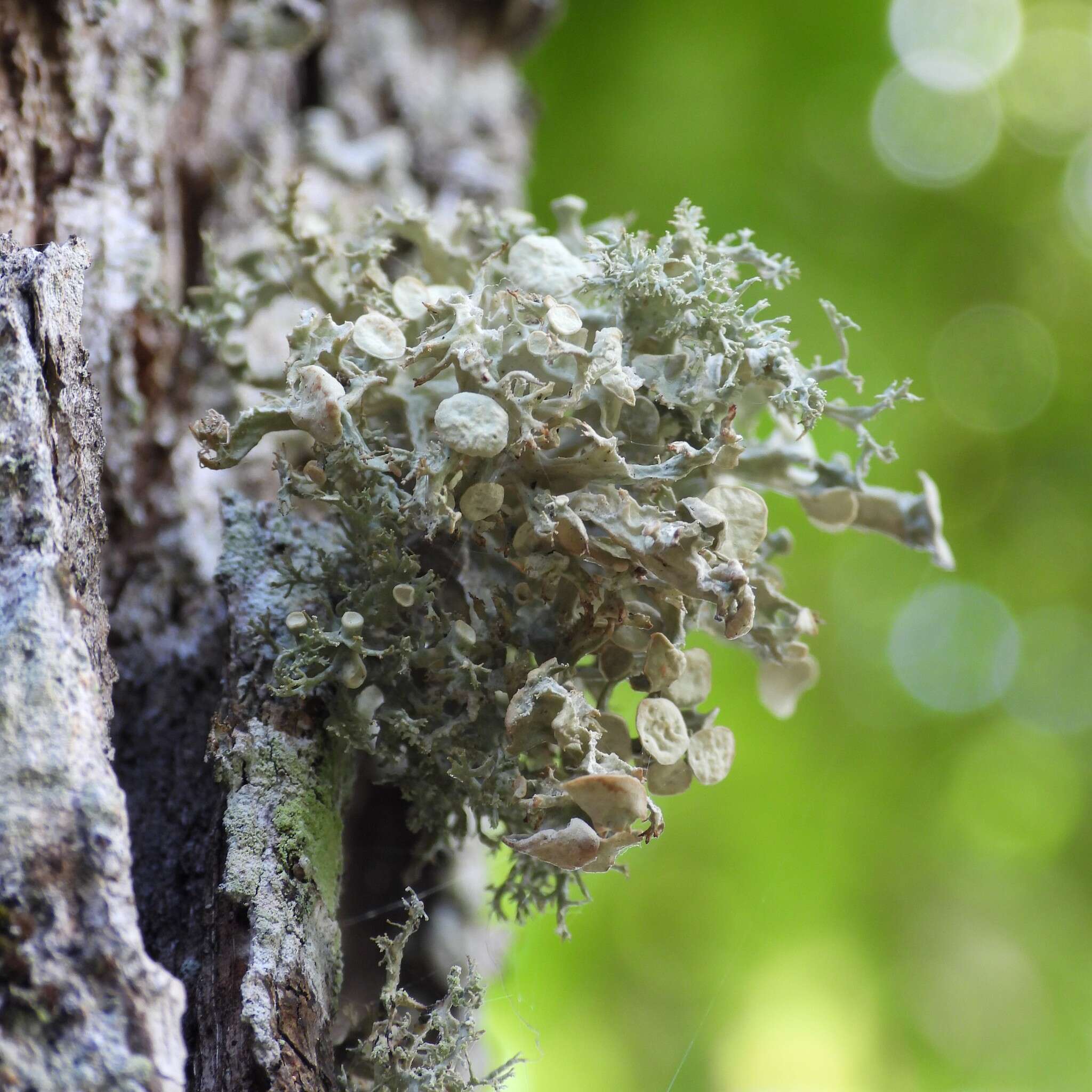 Image of Cartilage lichen