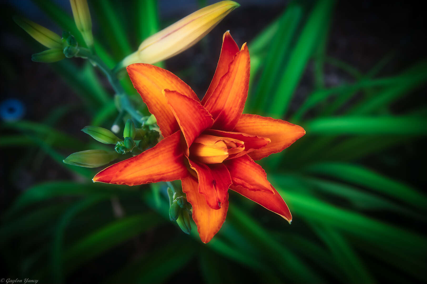 Image of Daylily