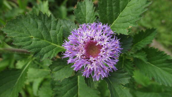 Image de Centratherum punctatum Cass.