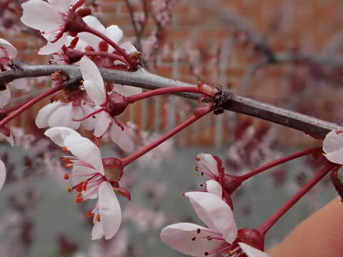 Image of Prunus × cistena