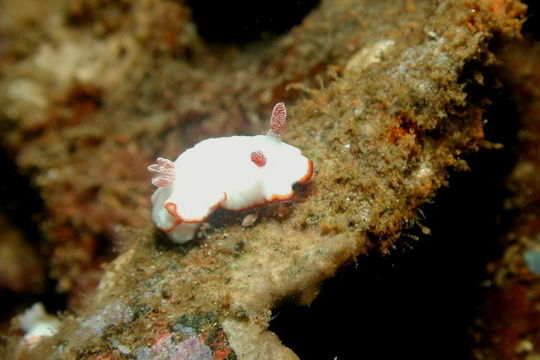 Image of Goniobranchus verrieri (Crosse 1875)