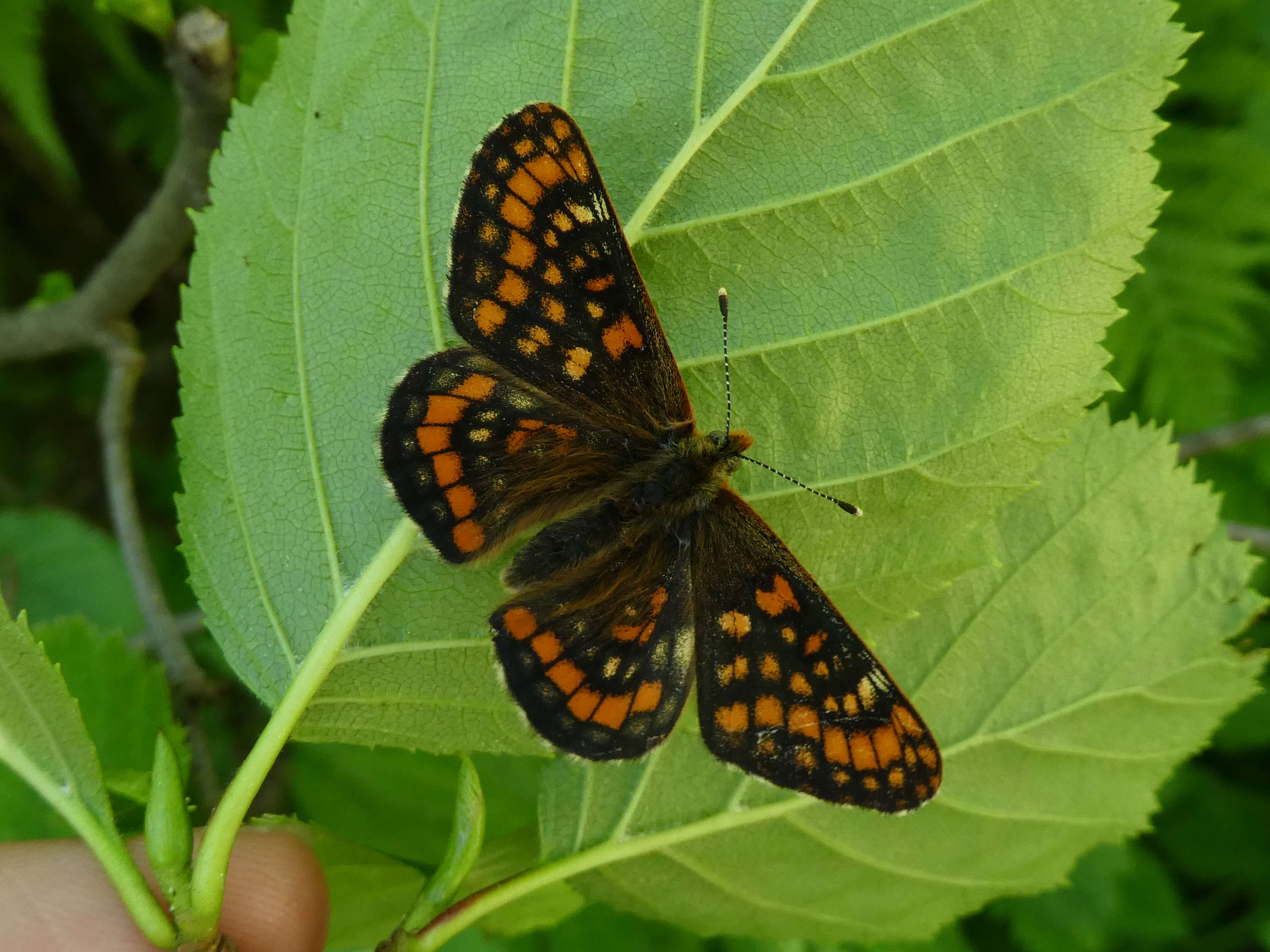 Image of Euphydryas intermedia