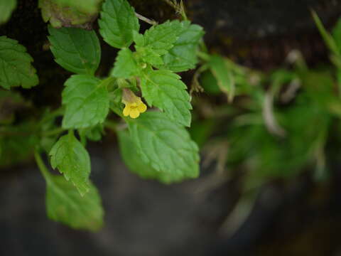 Image of Lindenbergia muraria (Roxb. ex D. Don) Brühl