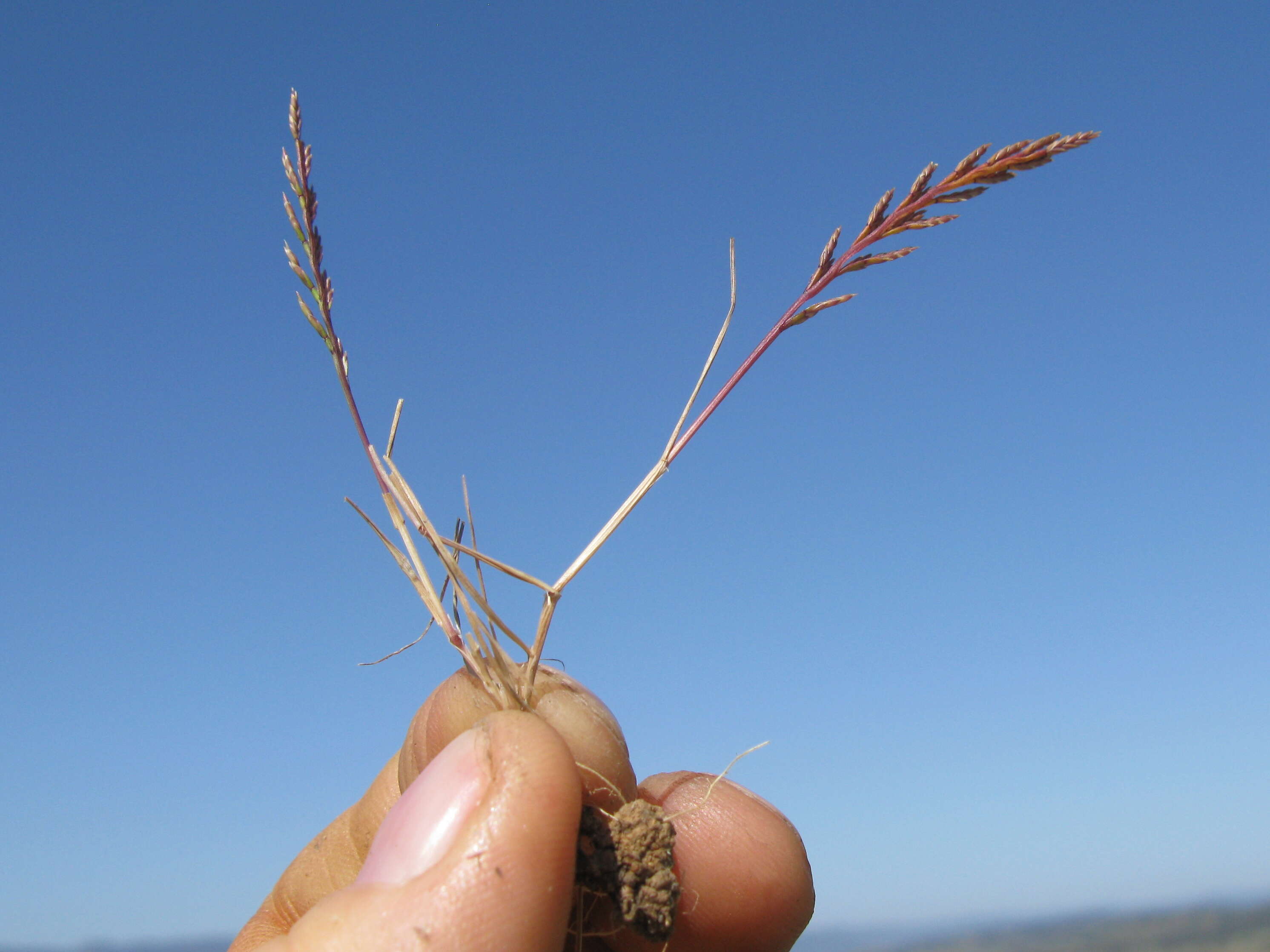 Слика од Catapodium rigidum (L.) C. E. Hubb.