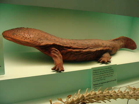 Image of Japanese Giant Salamander