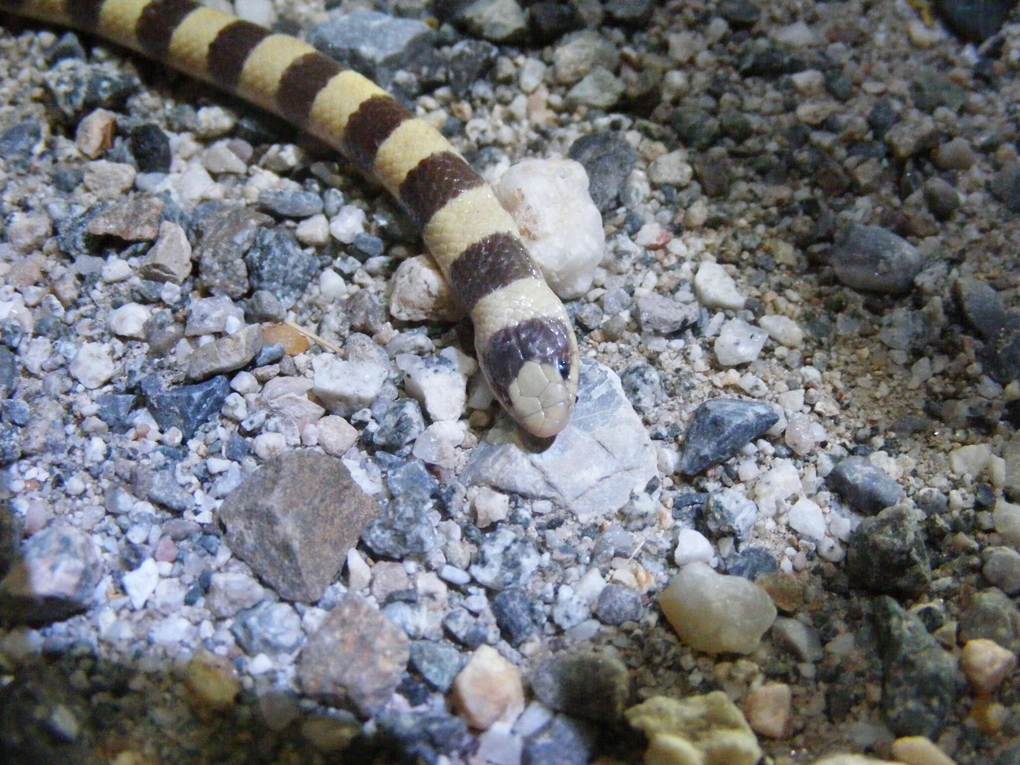 Image of Western Shovel-nose Snake