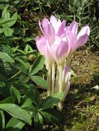 Image of Colchicum lusitanum Brot.