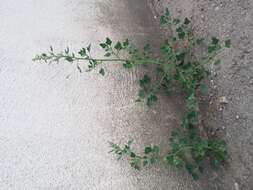 Plancia ëd Chenopodium opulifolium Schrader