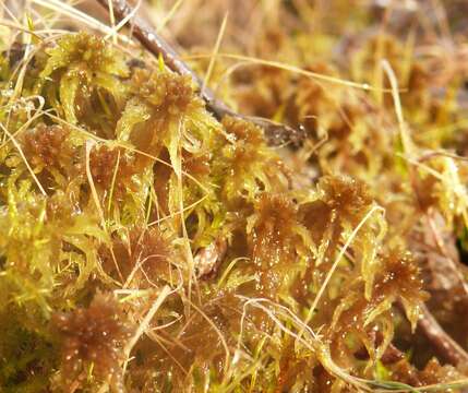 Image of Contorted sphagnum moss