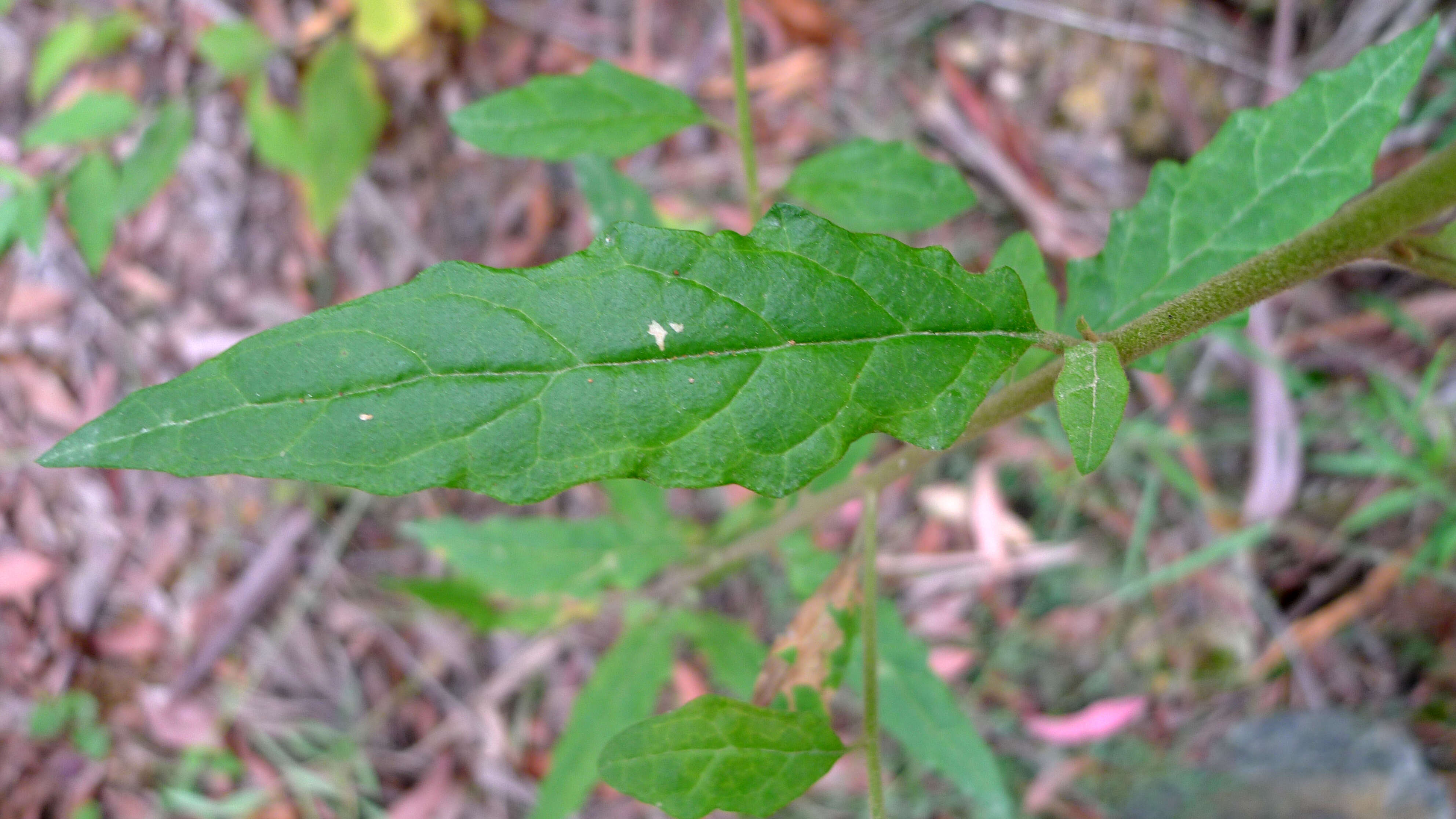 Olearia nernstii F. Müll. resmi