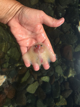 Image of California Butterfly Ray