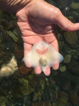 Image of California Butterfly Ray