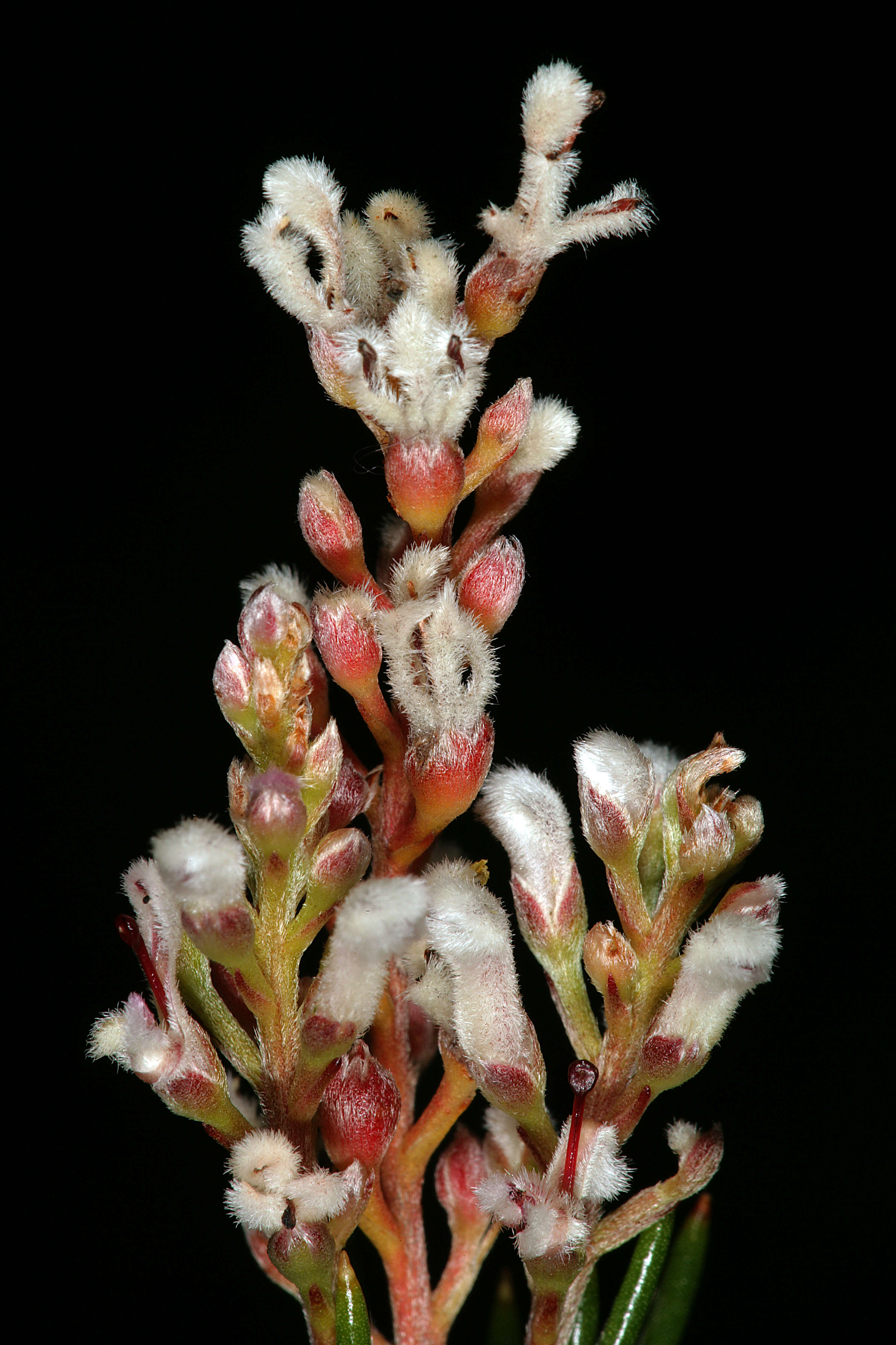 Image of Spatalla racemosa (L.) Druce