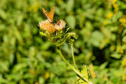 Image of Cabbage Thistle