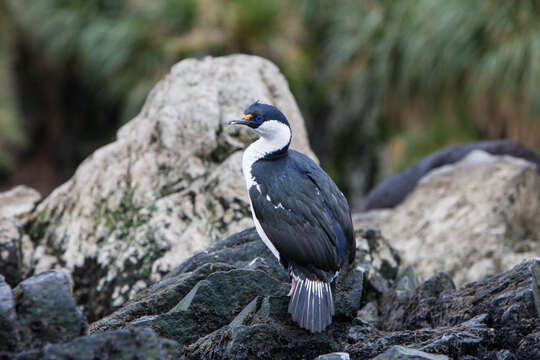 Image of South Georgia Shag