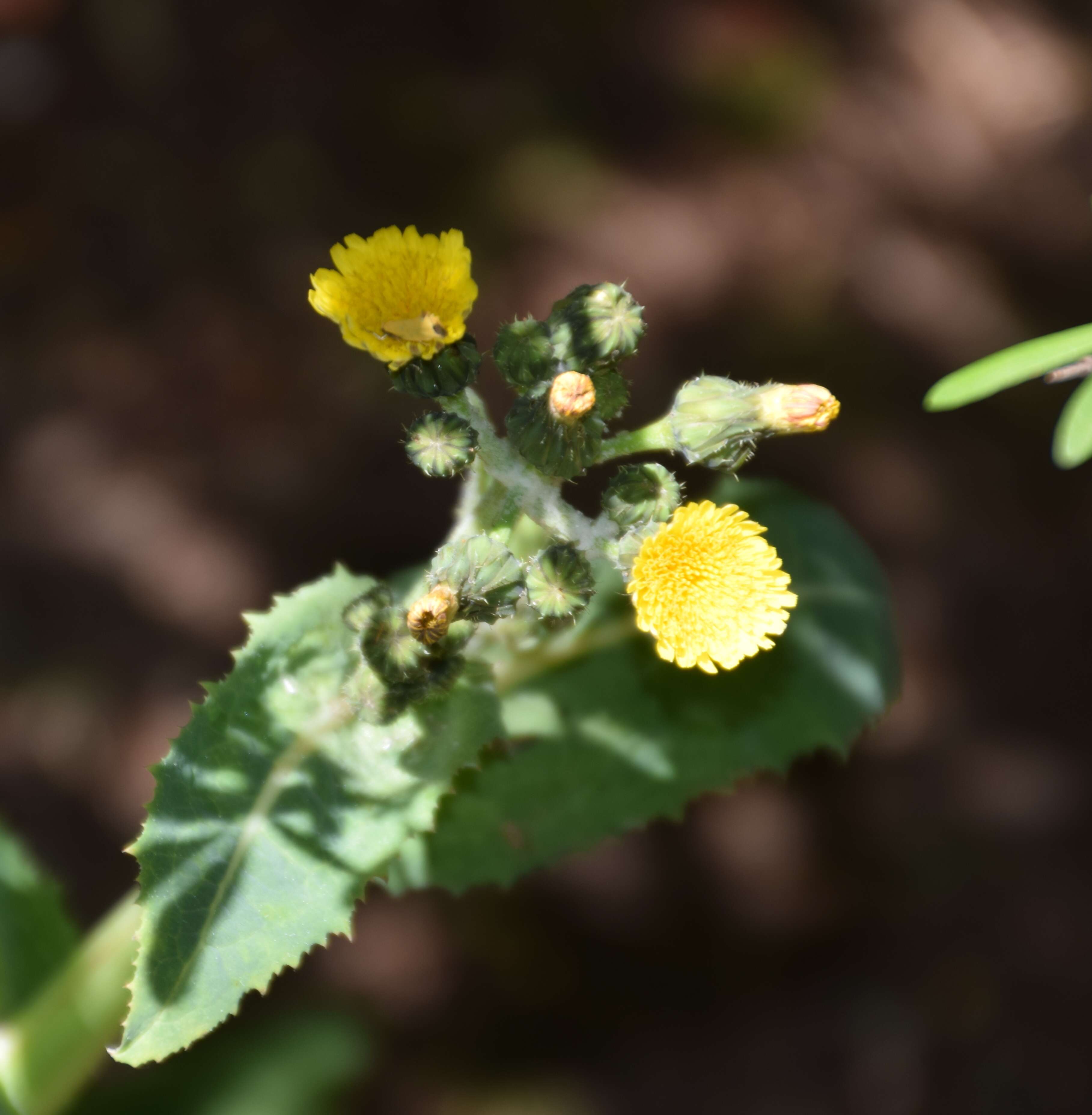 Imagem de Sonchus kirkii B. G. Hamlin