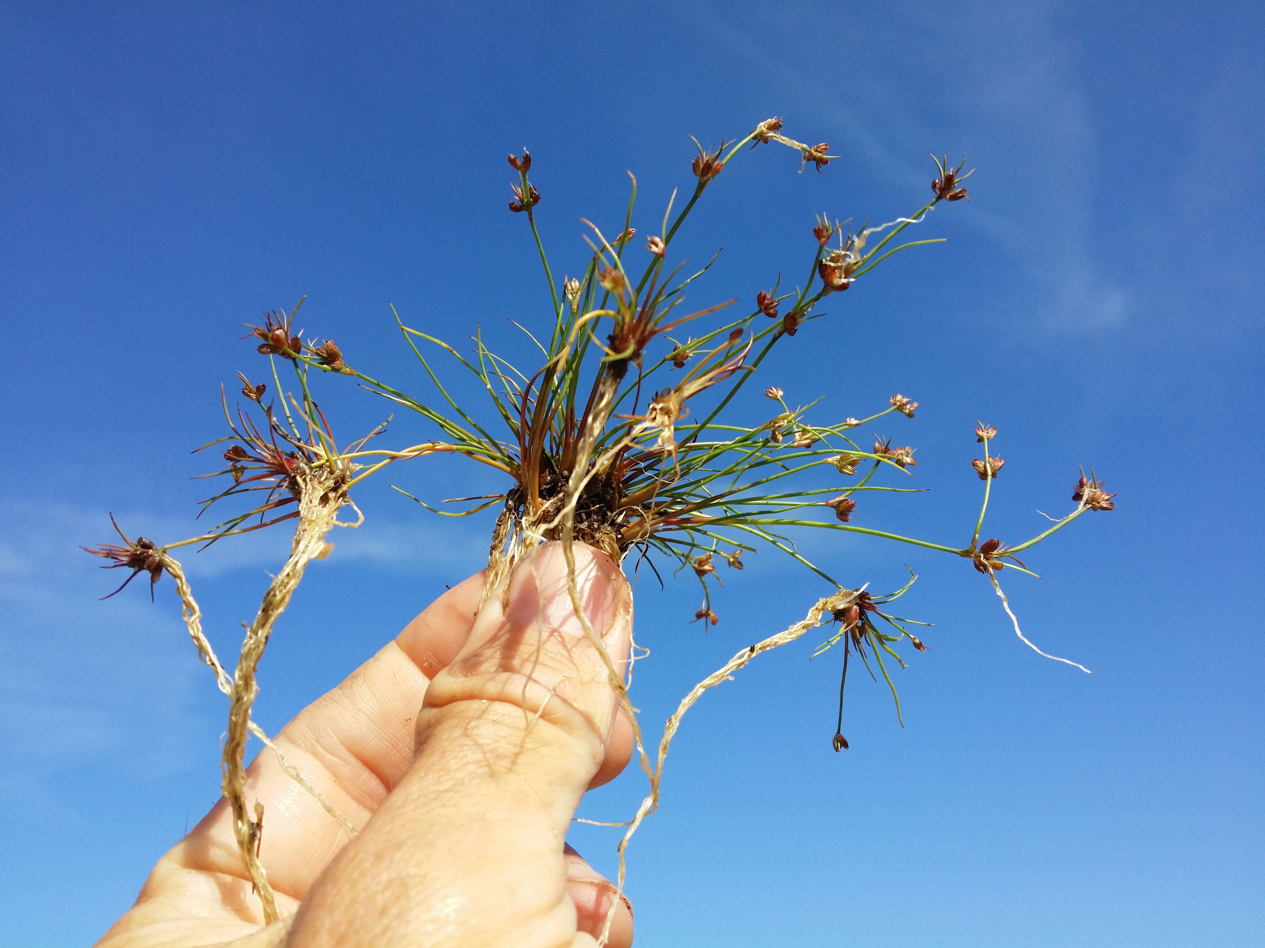 Juncus bulbosus L. resmi