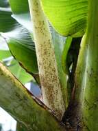 Image of Banana aphid