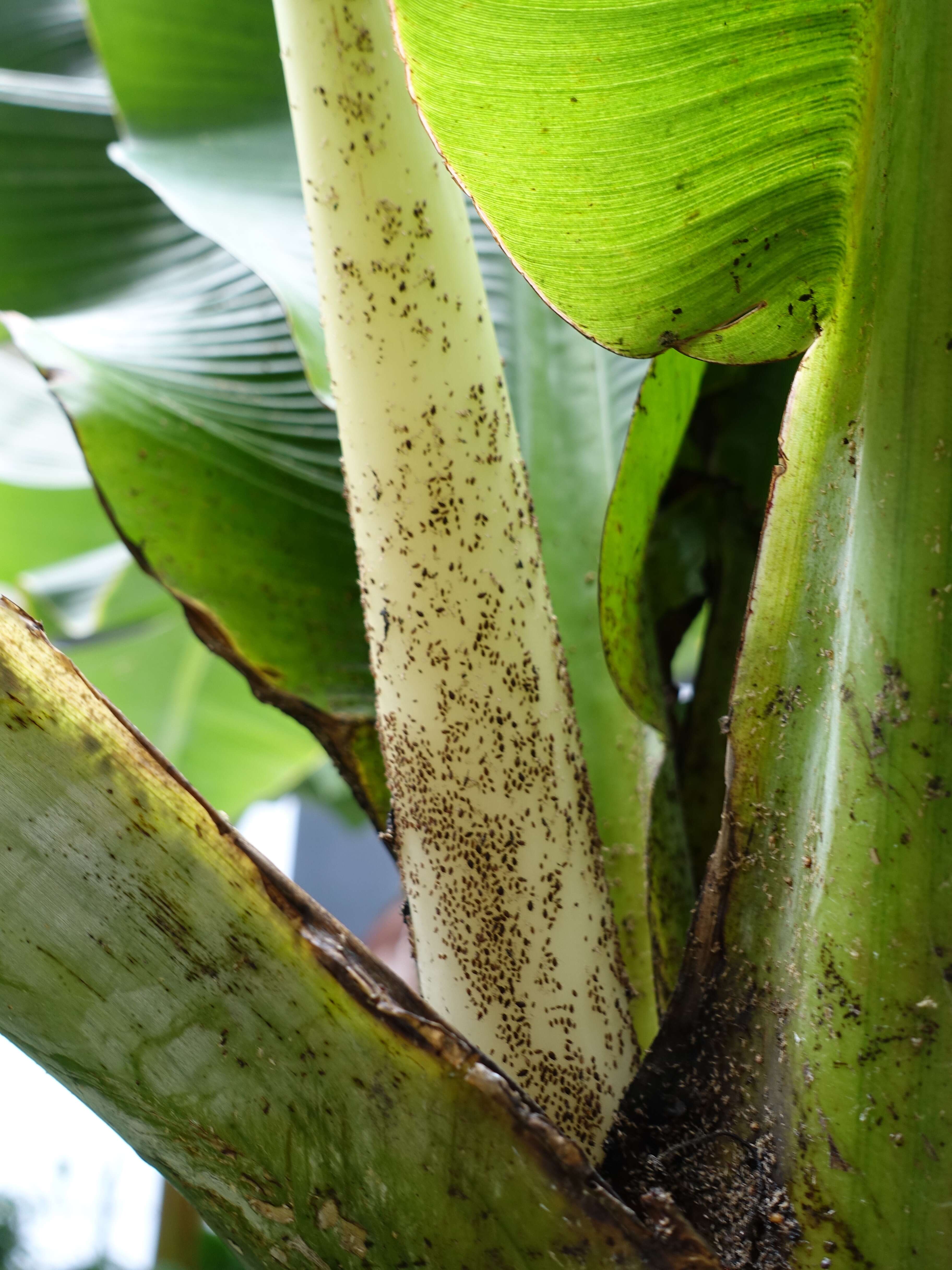 Image of Banana aphid