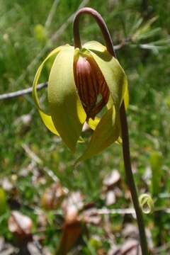 Image of California pitcherplant