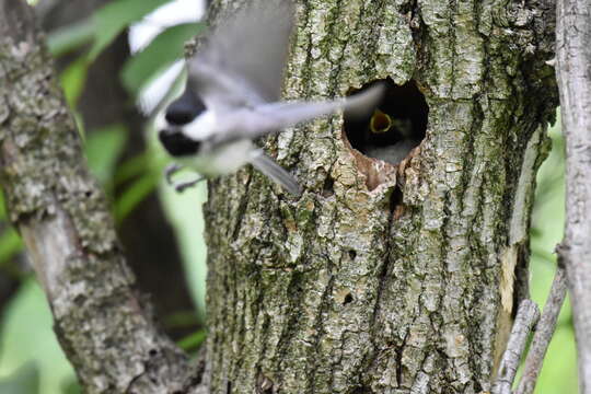 Image of Carolina Chickadee