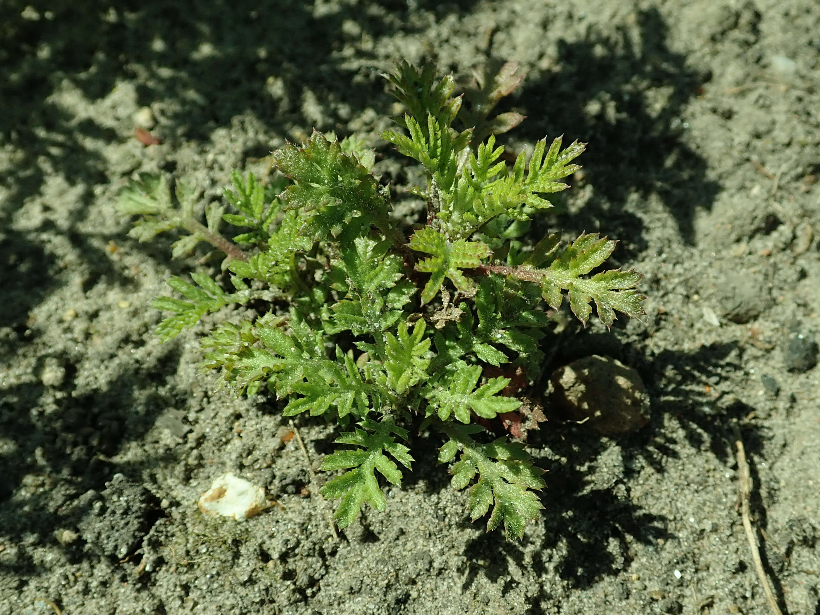 Image of Dyer's Chamomile