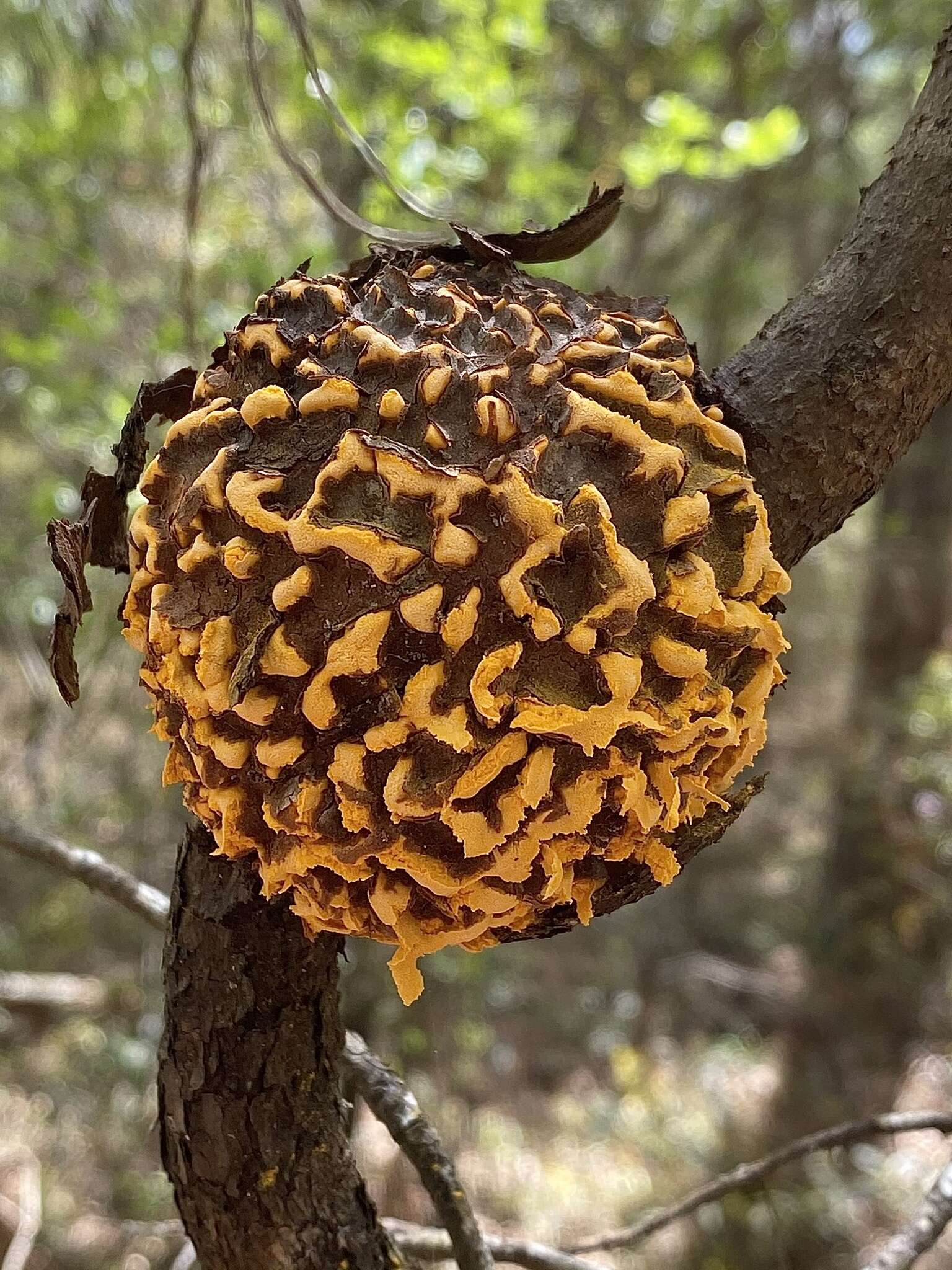 Image of Cronartium quercuum (Berk.) Miyabe ex Shirai 1899