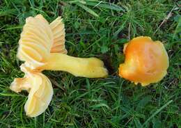 Слика од Hygrocybe aurantiosplendens R. Haller Aar. 1954