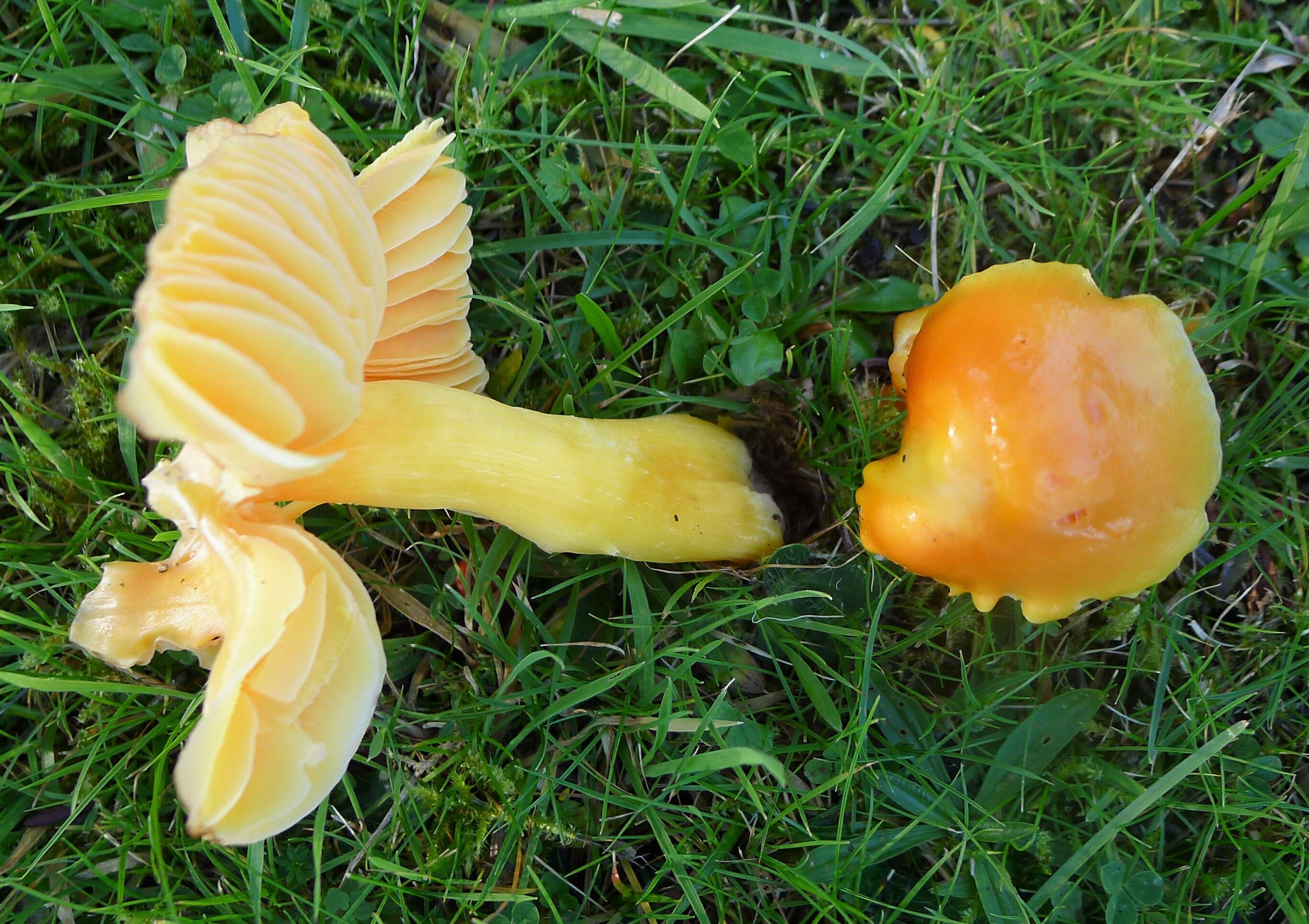 Image de Hygrocybe aurantiosplendens R. Haller Aar. 1954