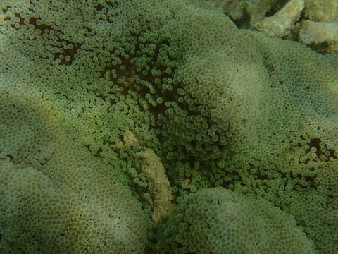 18.https www inaturalist org photos 4658313.580x360