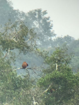 Image of Colombian Red Howler Monkey