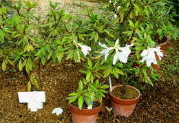 صورة Rhododendron boninense Nakai