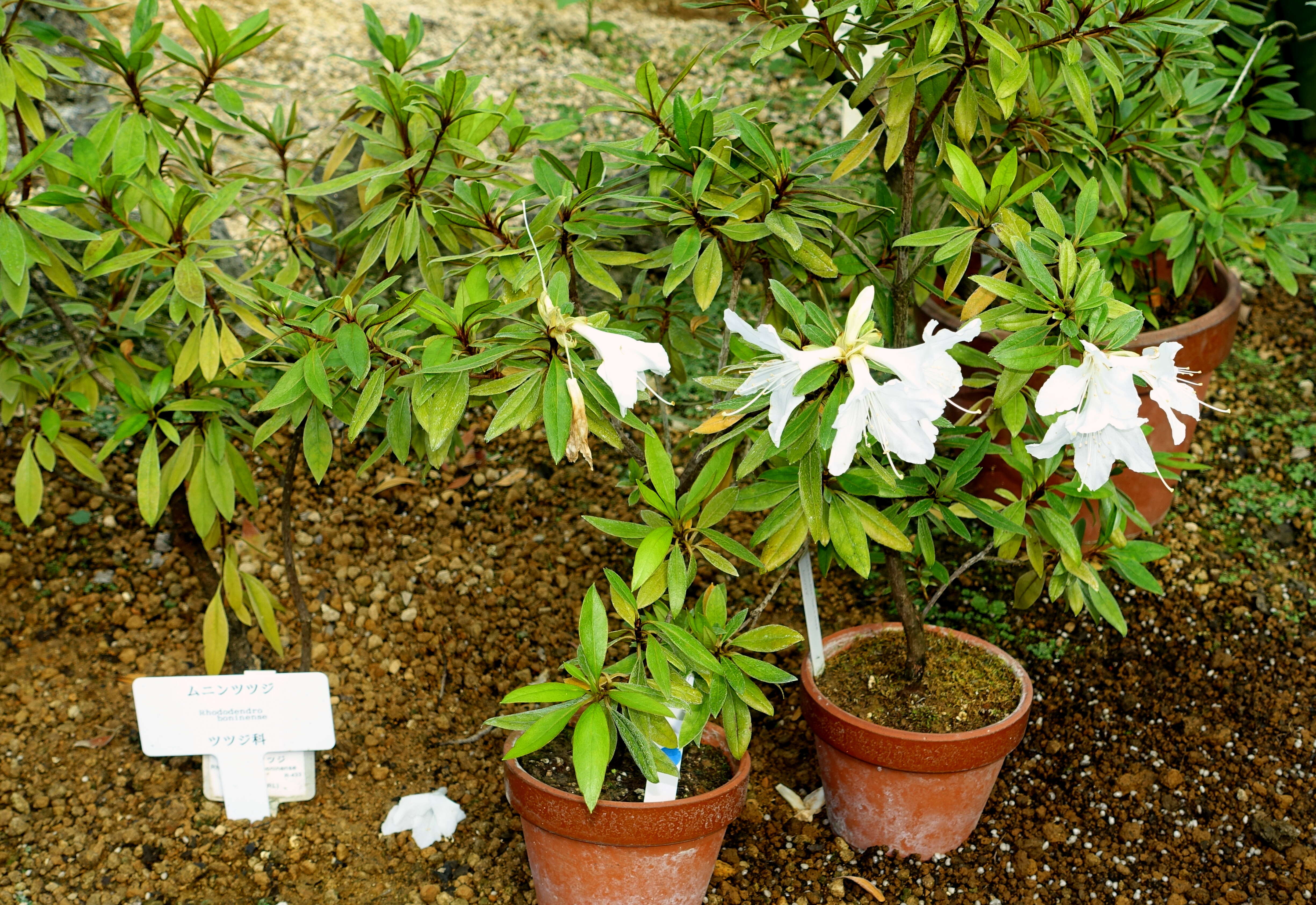 Imagem de Rhododendron boninense Nakai