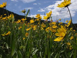 Image of oneflower helianthella