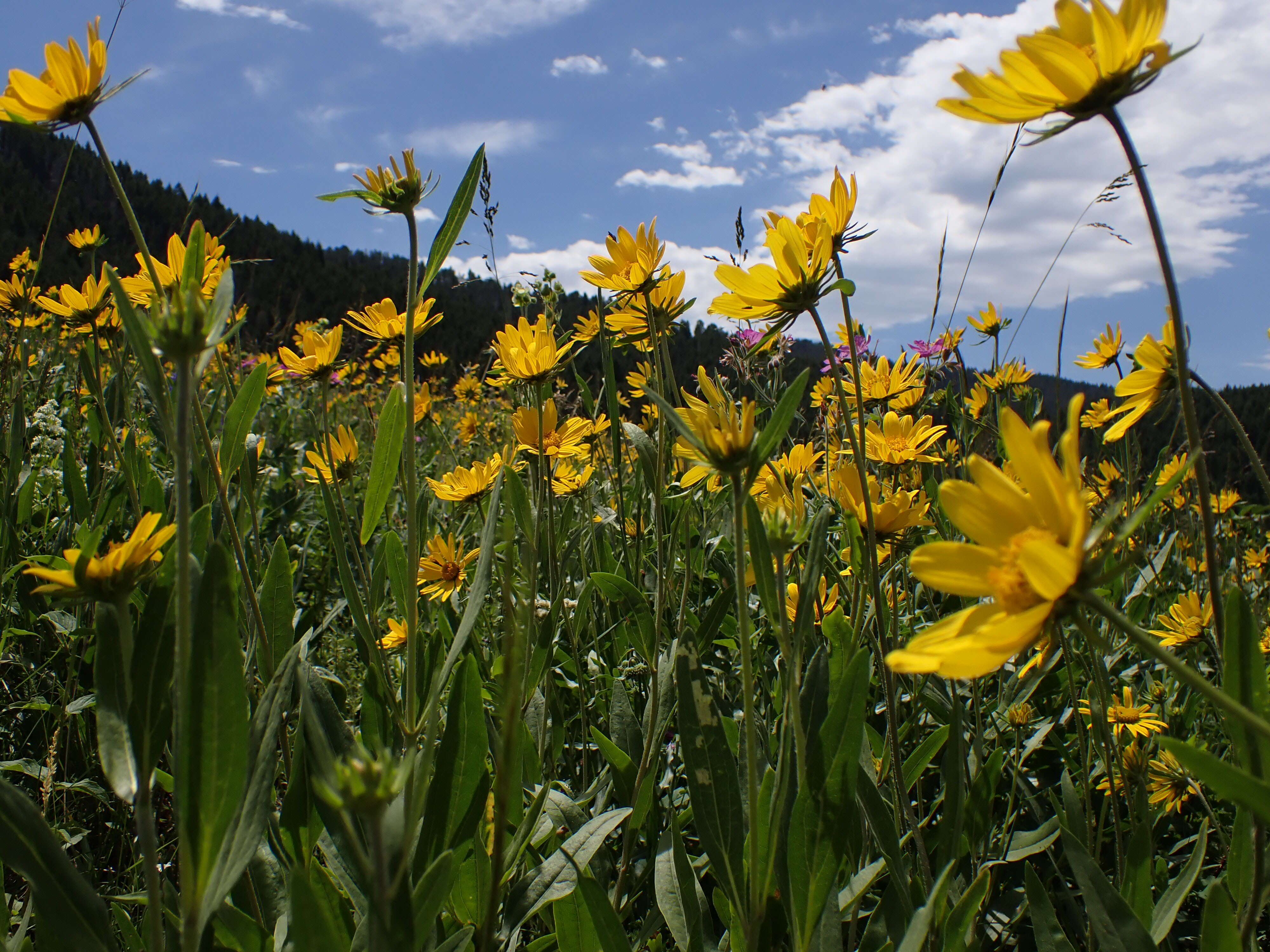 Image of oneflower helianthella