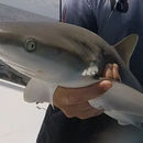 Image of lemon shark