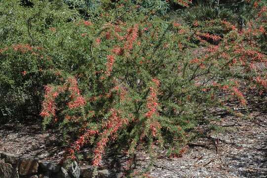 Image of Grevillea newbeyi Mc Gill.