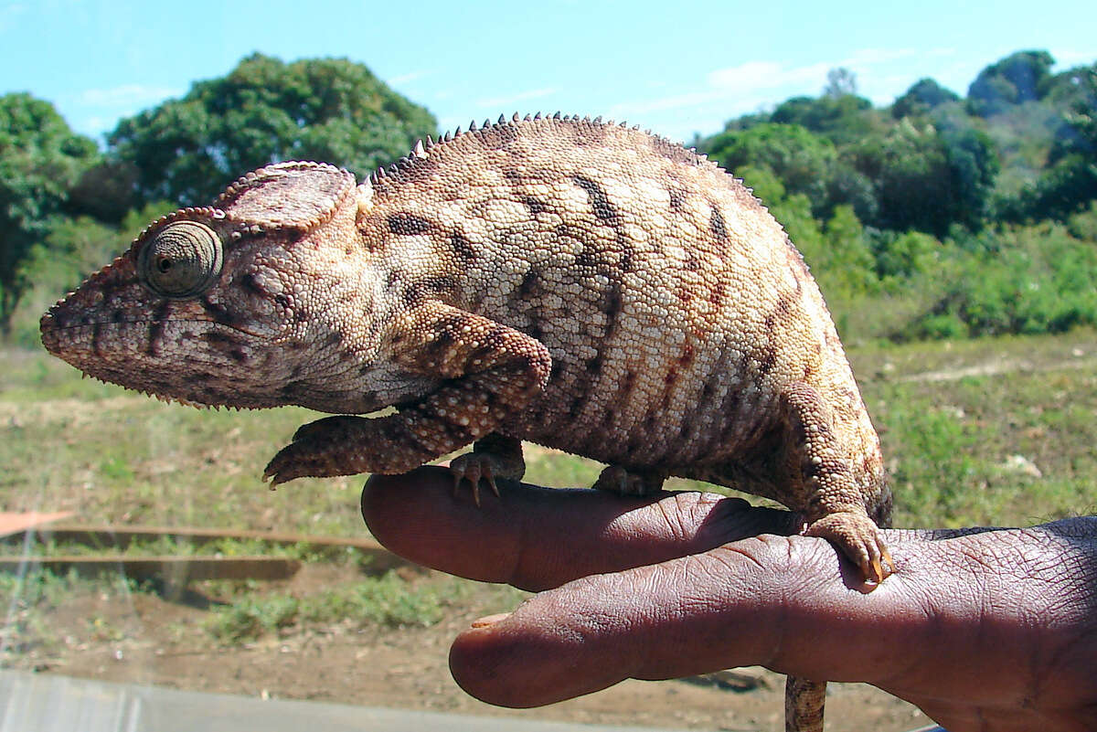 Image of Malagasy Giant Chameleon