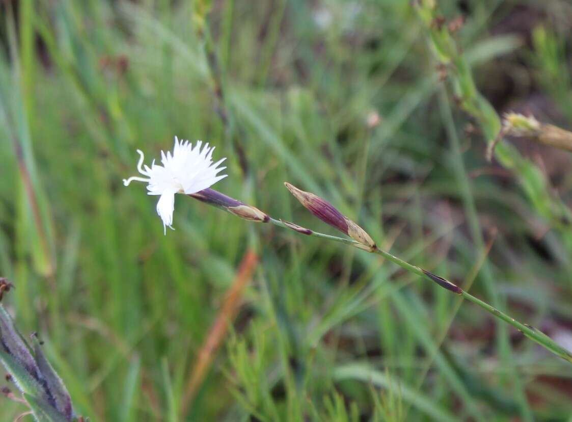 Image of Dianthus mooiensis F. N. Williams