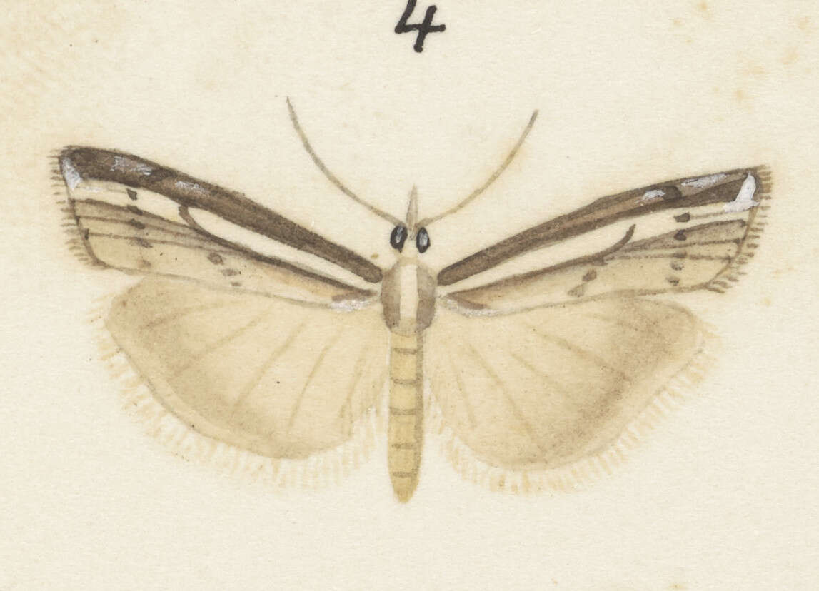 Image of Orocrambus vittellus Doubleday 1943