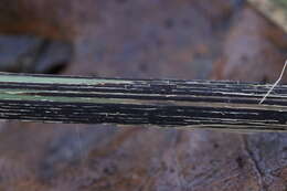 Image of Stem rust