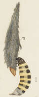 Image of Scoriodyta conisalia Meyrick 1888