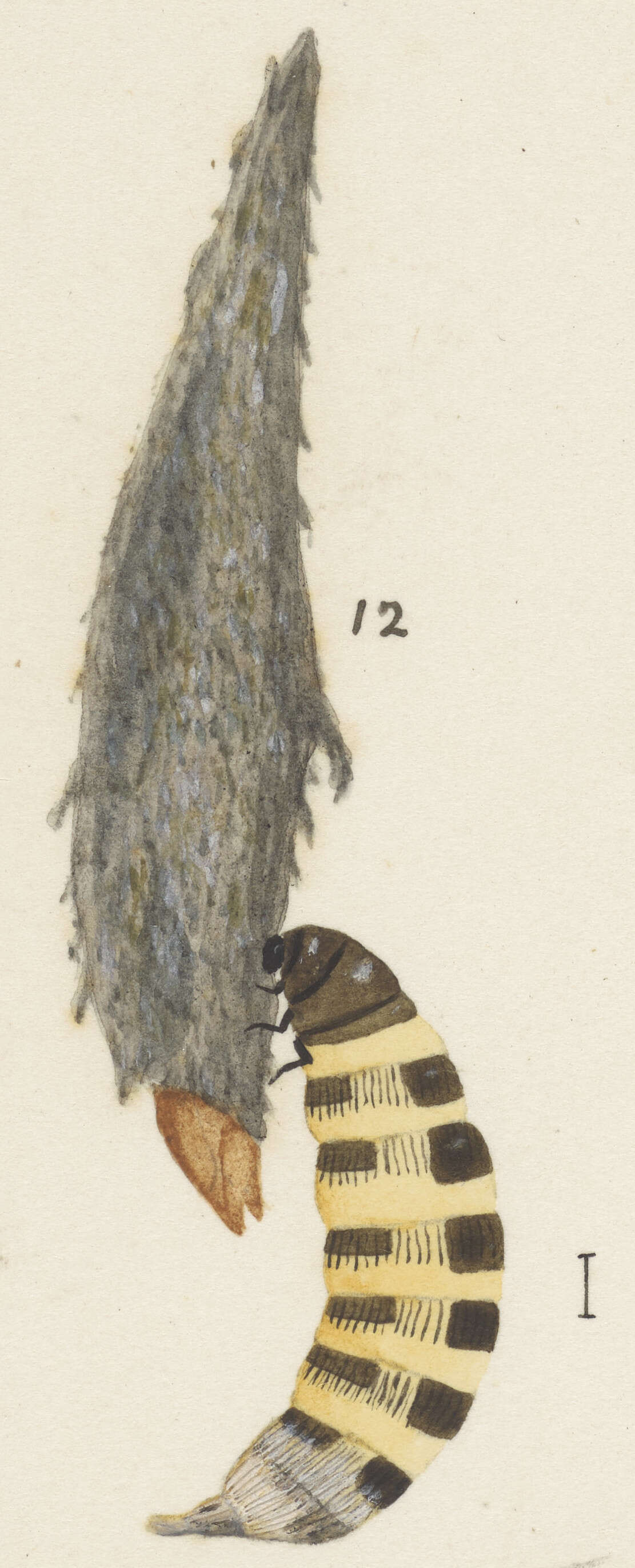 Image of Scoriodyta conisalia Meyrick 1888