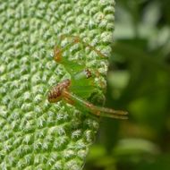 Image of Diaea dorsata (Fabricius 1777)