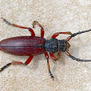 Image of Dorcadion (Carinatodorcadion) fulvum (Scopoli 1763)