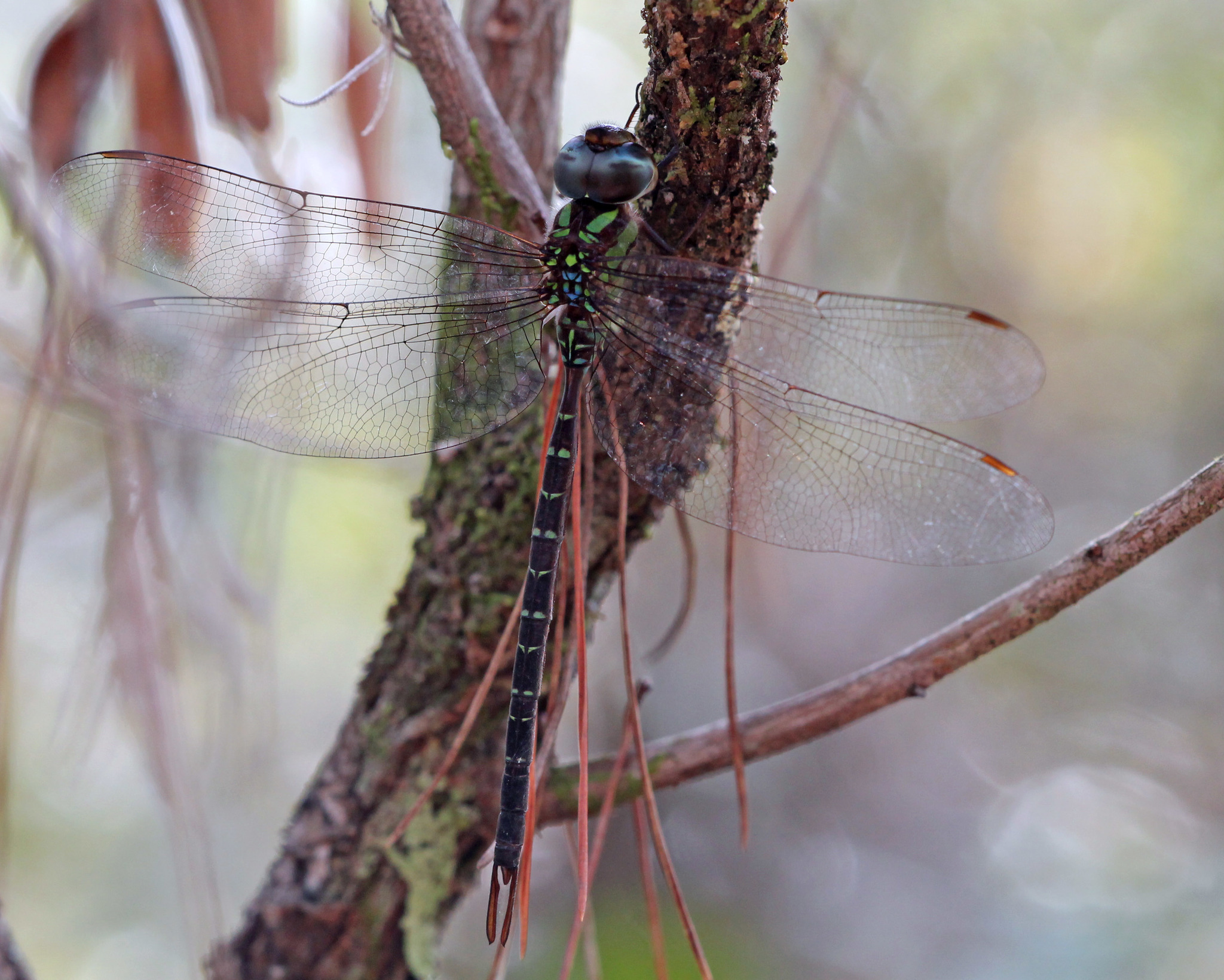 Image of Triacanthagyna trifida (Rambur 1842)